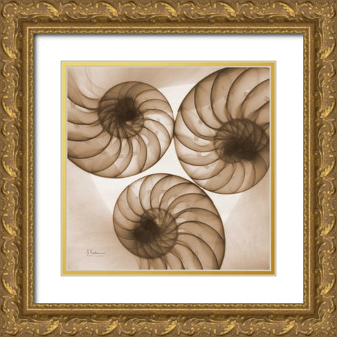 Brown Shell  Triple Gold Ornate Wood Framed Art Print with Double Matting by Koetsier, Albert