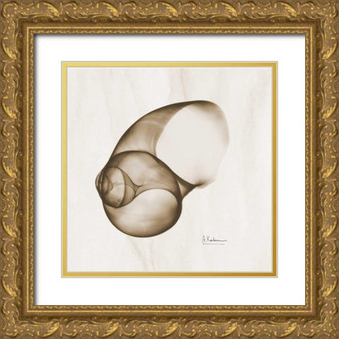 Brown Shell  Single Gold Ornate Wood Framed Art Print with Double Matting by Koetsier, Albert