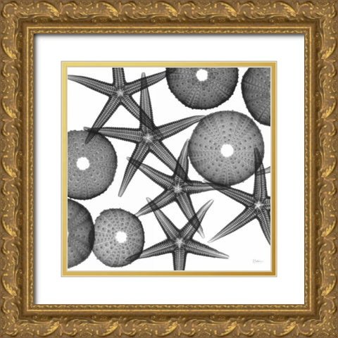Starfish Sea Urchins F82 Gold Ornate Wood Framed Art Print with Double Matting by Koetsier, Albert