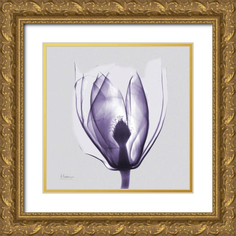 Purple Tulip Bud on Purple Gold Ornate Wood Framed Art Print with Double Matting by Koetsier, Albert