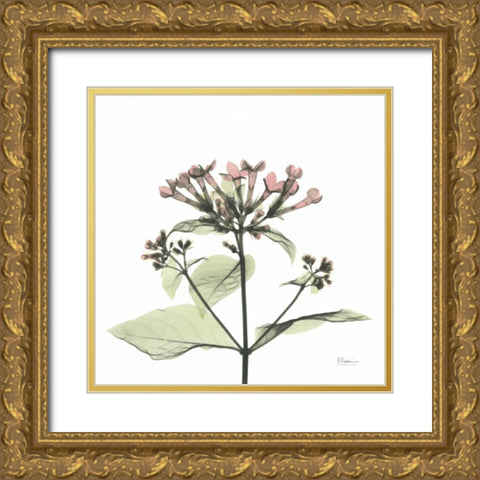 Pretty Pink Blooms Gold Ornate Wood Framed Art Print with Double Matting by Koetsier, Albert