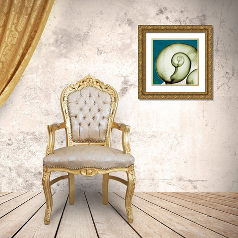 Moon Snail Gold Ornate Wood Framed Art Print with Double Matting by Koetsier, Albert