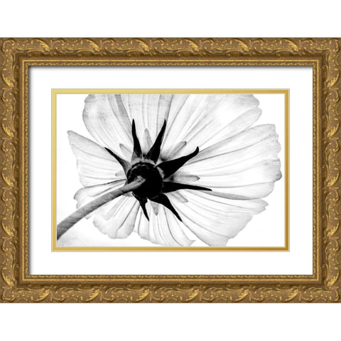 Anemone Gold Ornate Wood Framed Art Print with Double Matting by Bailey, Ann