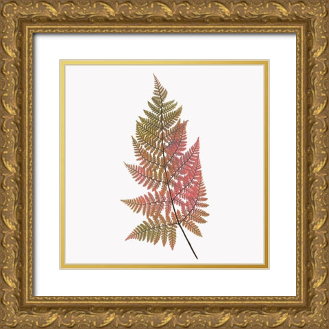 Coral Fern Gold 1 Gold Ornate Wood Framed Art Print with Double Matting by Bailey, Ann
