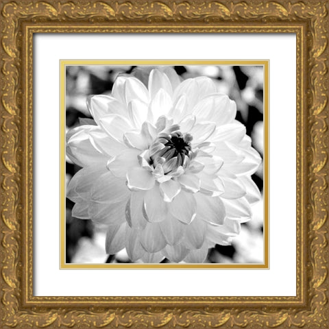 Black and White Bloom Gold Ornate Wood Framed Art Print with Double Matting by Bailey, Ann