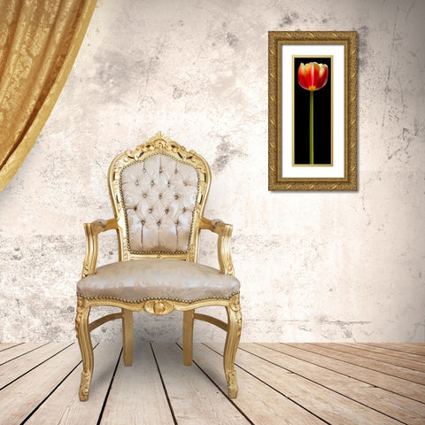 Tall Orange Tulip Gold Ornate Wood Framed Art Print with Double Matting by Seidman, Barry