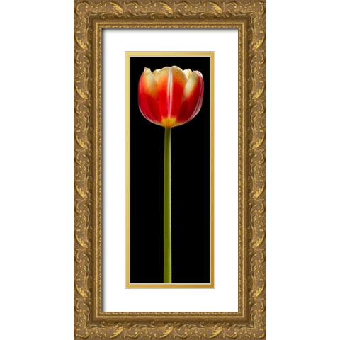 Tall Orange Tulip Gold Ornate Wood Framed Art Print with Double Matting by Seidman, Barry