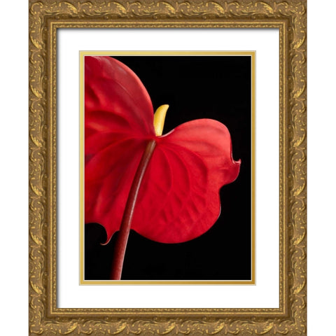 Anthurium 1 Gold Ornate Wood Framed Art Print with Double Matting by Seidman, Barry