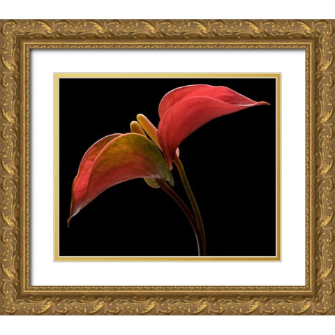Anthurium 2 Gold Ornate Wood Framed Art Print with Double Matting by Seidman, Barry