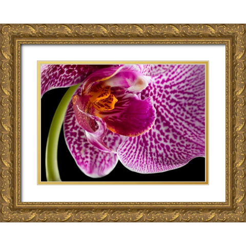 Purple Orchid 2 Gold Ornate Wood Framed Art Print with Double Matting by Seidman, Barry
