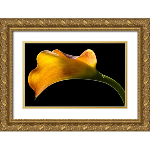 Mango Calla Lily Gold Ornate Wood Framed Art Print with Double Matting by Seidman, Barry