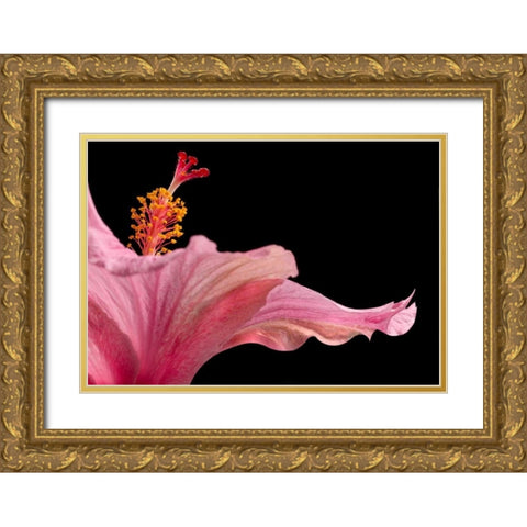 Hibiscus 1 Gold Ornate Wood Framed Art Print with Double Matting by Seidman, Barry