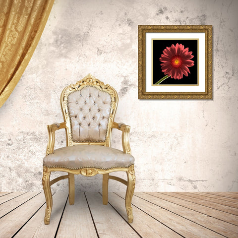 Gerber Daisy 1 Gold Ornate Wood Framed Art Print with Double Matting by Seidman, Barry