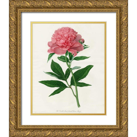 Botanical 3 Gold Ornate Wood Framed Art Print with Double Matting by Alvarez, Cynthia