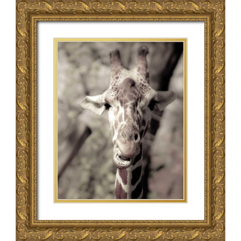 Giraffe whats up Gold Ornate Wood Framed Art Print with Double Matting by Davis Ashley