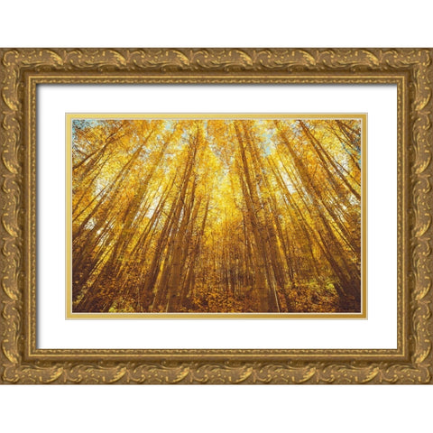 Fall Forrest Gold Ornate Wood Framed Art Print with Double Matting by Brown, Denise