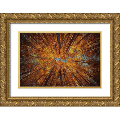 Looking Up Gold Ornate Wood Framed Art Print with Double Matting by Brown, Denise