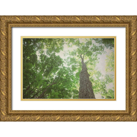 Emerald Canopy 2 Gold Ornate Wood Framed Art Print with Double Matting by Urquhart, Elizabeth