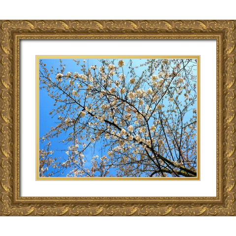 Yellow Blossoms 1 Gold Ornate Wood Framed Art Print with Double Matting by Frances, Stephanie