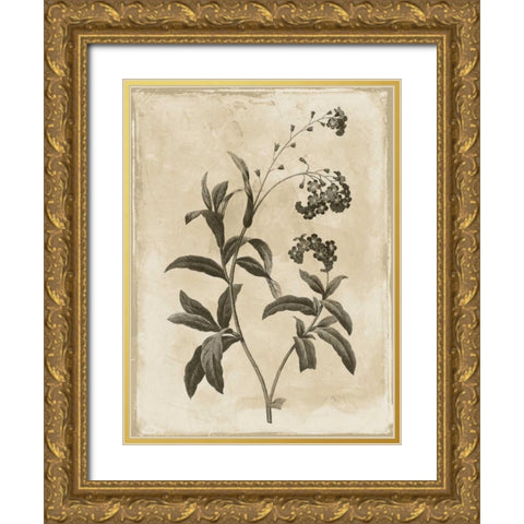 Earthy floral 1 Gold Ornate Wood Framed Art Print with Double Matting by Grey, Jace