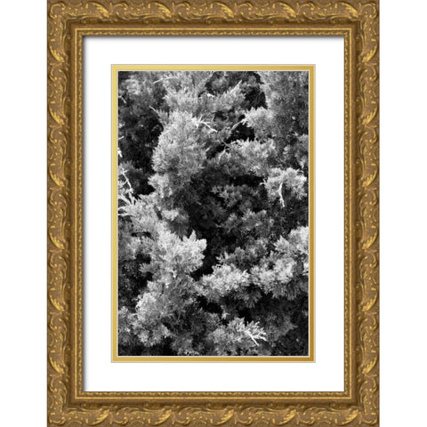 Beach Foliage 3 Gold Ornate Wood Framed Art Print with Double Matting by Grey, Jace