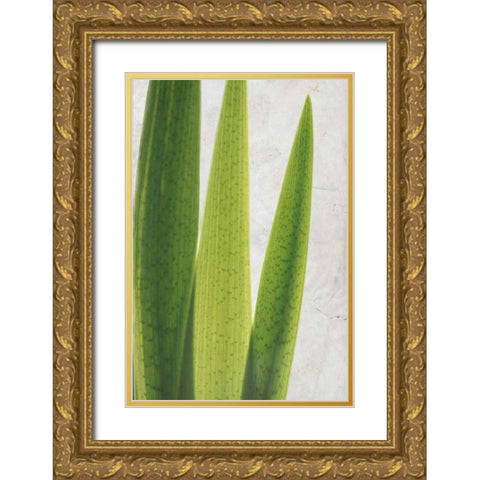 Fern Leaves Gold Ornate Wood Framed Art Print with Double Matting by Allen, Kimberly