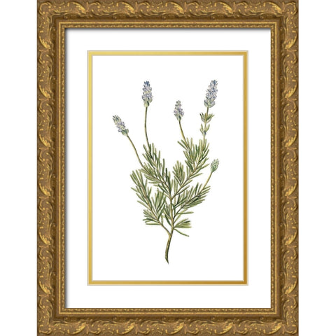 Herbs on White 1 Gold Ornate Wood Framed Art Print with Double Matting by Kimberly, Allen