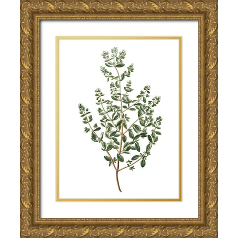 Herbs on White 2 Gold Ornate Wood Framed Art Print with Double Matting by Kimberly, Allen