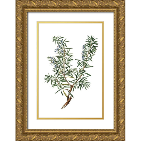 Herbs on White 3 Gold Ornate Wood Framed Art Print with Double Matting by Kimberly, Allen