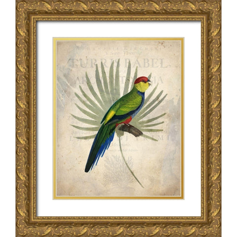 Parrot 1 Gold Ornate Wood Framed Art Print with Double Matting by Kimberly, Allen