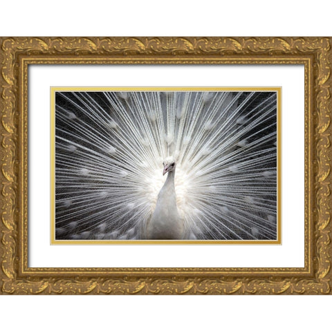 White Royal Gold Ornate Wood Framed Art Print with Double Matting by Allen, Kimberly