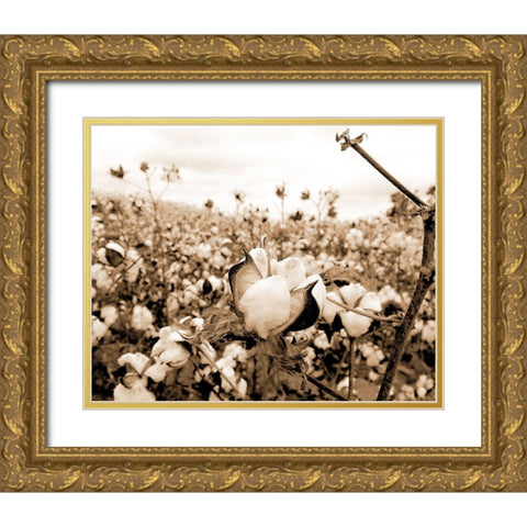 Cotton Fields Gold Ornate Wood Framed Art Print with Double Matting by Allen, Kimberly