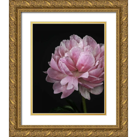 Floral Closeup 4 Gold Ornate Wood Framed Art Print with Double Matting by Allen, Kimberly