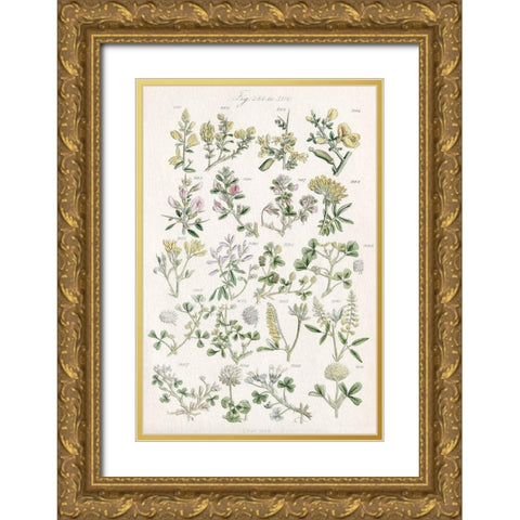 Wildflower Field Guide Gold Ornate Wood Framed Art Print with Double Matting by Allen, Kimberly
