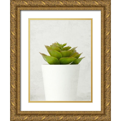 Succulent Photo 3 Gold Ornate Wood Framed Art Print with Double Matting by Allen, Kimberly