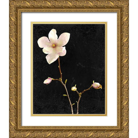 Magnolia on Black 1 Gold Ornate Wood Framed Art Print with Double Matting by Kimberly, Allen