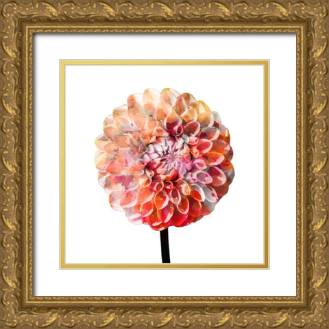Painted Dahlia 2 Gold Ornate Wood Framed Art Print with Double Matting by Kimberly, Allen