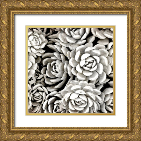 Succulent Blooms Gold Ornate Wood Framed Art Print with Double Matting by Kimberly, Allen