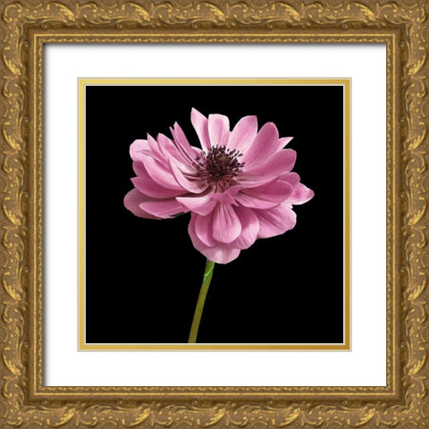 Pink Paris 2 Gold Ornate Wood Framed Art Print with Double Matting by Allen, Kimberly