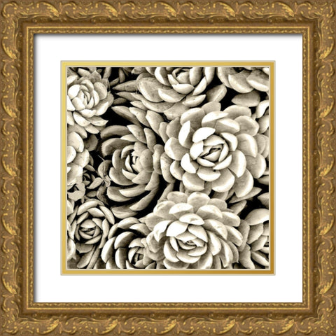 Succulent Mono Gold Ornate Wood Framed Art Print with Double Matting by Allen, Kimberly