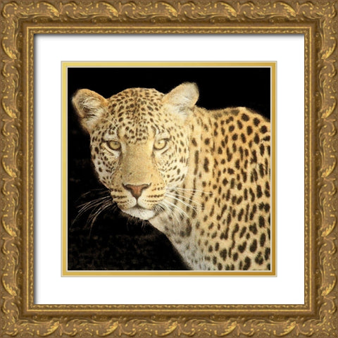 Refuge Leopard 2 V2 Gold Ornate Wood Framed Art Print with Double Matting by Allen, Kimberly