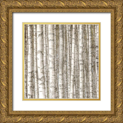 Birch Forest Gold Ornate Wood Framed Art Print with Double Matting by Allen, Kimberly