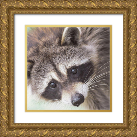 Raccoon Gold Ornate Wood Framed Art Print with Double Matting by Straatsma, Leah