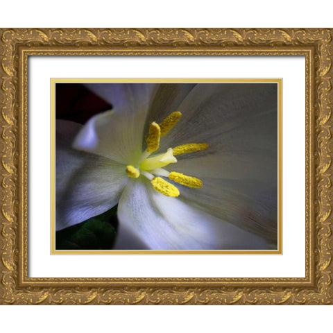 Tulpe Stempel Blau Gold Ornate Wood Framed Art Print with Double Matting by May