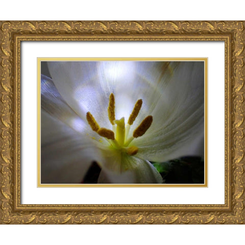 Tulpe Stempel Blau 2 Gold Ornate Wood Framed Art Print with Double Matting by May