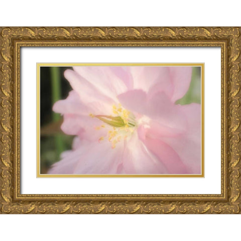 Soft Japanische Kirsche 2 Gold Ornate Wood Framed Art Print with Double Matting by May