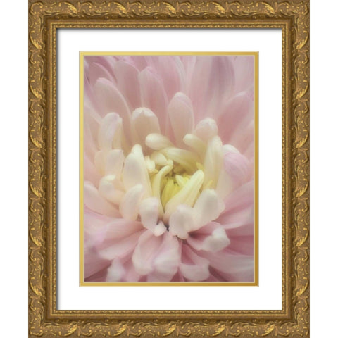 Blume Chrysantheme Gold Ornate Wood Framed Art Print with Double Matting by May