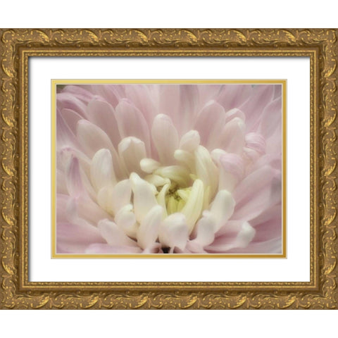 Blume Chrysantheme 2 Gold Ornate Wood Framed Art Print with Double Matting by May