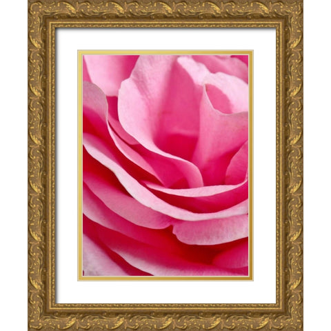 Rose Nahbereich Gold Ornate Wood Framed Art Print with Double Matting by May