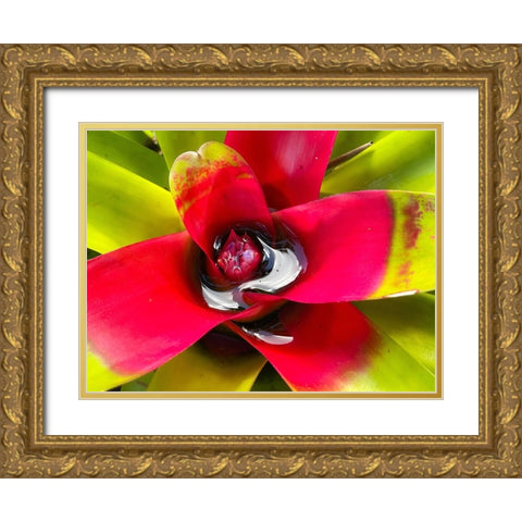 Sip Me Slowly Gold Ornate Wood Framed Art Print with Double Matting by Nebula, Melissa